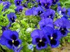 синий Цветок Фиалка Витрокка (Анютины глазки) фото