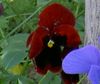 бордовий Квітка Фіалка Вітрокка (Братки) фото