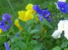 modrá Kvetina Viola, Fialka fotografie