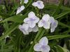hvit Blomst Virginia Spiderwort, Damens Tårer bilde