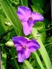 lilac Flower Virginia Spiderwort, Lady's Tears photo