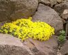 jaune Fleur Vitaliana photo