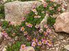 розов Цвете Waldheimia снимка
