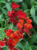 vermelho Wallflower, Cheiranthus
