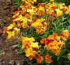 turuncu çiçek Wallflower, Cheiranthus fotoğraf