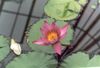 pembe çiçek Nilüfer fotoğraf
