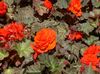 oranžový Kvetina Vosk Begonia, Hľuznaté Begónie fotografie