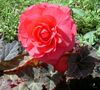 rosa Blomst Voks Begonia, Tuberous Begonia bilde