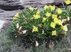 желтый Цветок Энотера однолетняя фото