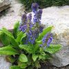 ლურჯი ყვავილების Wulfenia ფოტო