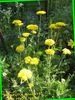 gul Blomst Røllike, Milfoil, Staunchweed, Blodige, Thousandleaf, Soldats Woundwort foto