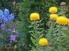 Gelb Hardhead, Bighead Knapweed, Riesenflockenblume, Armenisch Basketflower, Zitrone Flusen Flockenblume