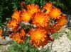 оранжевый Цветок Ястребинка фото