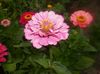 ροζ λουλούδι Ζίννια φωτογραφία
