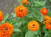 arancione Fiore Zinnia foto