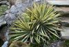 veelkleurig Plant Adam's Naald, Spoonleaf Yucca, Naald-Palm foto (Lommerrijke Sierplanten)