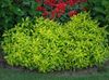 светло-зеленый Растение Альтернантера фото (Декоративно-Лиственные)