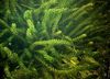 Anacharis, Καναδική Elodea, Αμερικανός Waterweed, Ζιζανίων Οξυγόνο