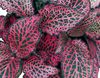 multicolorido Planta Bloodleaf, Moela De Frango foto (Plantas Ornamentais Folhosos)
