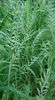 verde Plantă Iarbă Bottlebrush fotografie (Cereale)