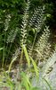 светло-зелен Растение Bottlebrush Трева снимка (Житни)