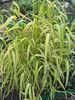 multicolor Plant Bowles Golden Grass, Golden Millet Grass, Golden Wood Millet photo (Cereals)