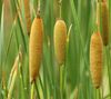 green  Broadleaf Cattail, Bulrush, Cossack Asparagus, Flags, Reed Mace, Dwarf Cattail, Graceful Cattail photo (Aquatic Plants)