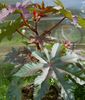 leafy ornamentals Castor Bean, Caster Oil Plant, Mole Bean, Higuera Infernal