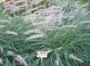 жасыл Өсімдіктер Pennisetum фото (Жарма)