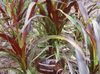 バーガンディ、クラレット 中国の噴水草、pennisetum
