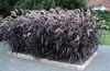 бордовый Растение Пеннисетум фото (Злаки)