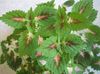 grøn Plante Coleus, Flamme Brændenælde, Malet Brændenælde foto (Grønne Prydplanter)