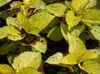 jaune Plante Coleus, Ortie Flamme, L'ortie Peint photo (Les Plantes Décoratives Et Caduques)