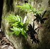 жасыл Өсімдіктер Millipede фото (Папоротник)