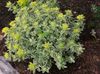 keltainen Kasvi Tyyny Spurge kuva (Koristelehtikasvit)