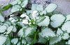 fehér Növény Árvacsalán, Foltos Árvacsalán fénykép (Leveles Dísznövények)