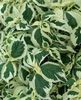 pestrofarebný Rastlina Falošná Žihľava, Japonské Boehmeria fotografie (Dekoratívne A Listnaté)