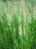 green Plant Feather reed grass, Striped feather reed photo (Cereals)