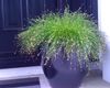 grønn  Fiberoptisk Gress, Salt Myr Bulrush bilde (Vannplanter)