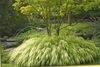 ღია მწვანე ქარხანა ჰაკონე ბალახის, იაპონელი ტყის ბალახის ფოტო (მარცვლეული)