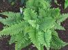 green Plant Hard shield fern, Soft shield fern photo 