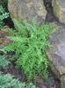 zelená Rostlina Seno Vonící Kapradina fotografie (Kapradí)