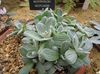 argênteo  Helichrysum, Caril Planta, Immortelle foto (Plantas Ornamentais Folhosos)