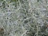 silfurgljáandi  Helichrysum, Karrý Planta, Immortelle mynd (Ferskt Ornamentals)