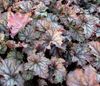 flerfarvet Plante Heuchera, Koral Blomst, Koral Klokker, Alunrod foto (Grønne Prydplanter)