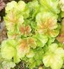 svetlo-zelena Rastlina Heuchera, Koral Cvet, Koral Zvonci, Alumroot fotografija (Okrasna Listnata)