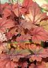 rdeča Rastlina Heucherella, Penastih Zvonovi fotografija (Okrasna Listnata)