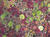 burgundy, claret Planta Houseleek mynd (Succulents)