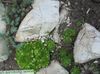 зеленый Растение Молодило фото (Суккулент)