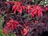 burgundy,claret  Joseph’s coat, Fountain plant, Summer Poinsettia, Tampala, Chinese Spinach, Vegetable Amaranth, Een Choy photo (Leafy Ornamentals)